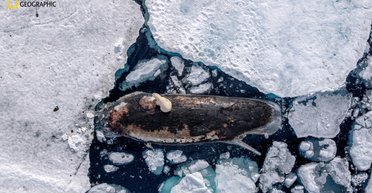 Відчайдушний крок: самку білого ведмедя зняли, коли вона намагалася відгризти шматочок від кита (фото)