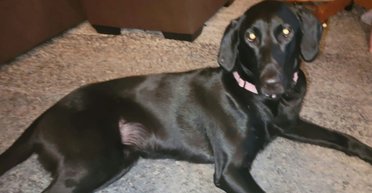 Пара купила "чистокровного" пса за $900, а потім зробила ДНК-тест: що з'ясувалось (фото)