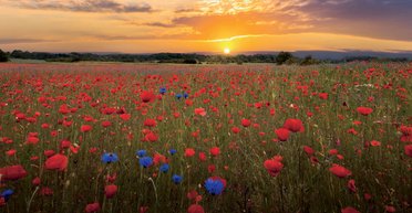 Знак четырех. Волынь - край памятников Киевской Руси и легендарного боя УПА