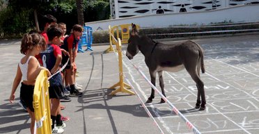 Можно выиграть 1000 евро: в Испании сотни людей приходят посмотреть, как испражняются ослы