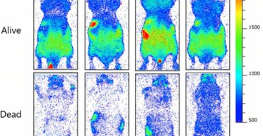 Життя в нас буквально світиться: вчені побачили дещо незвичайне під час експерименту (фото)