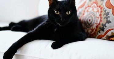 Притулок для тварин заборонив "усиновлювати" чорних котів під час Геловіну: в чому причина