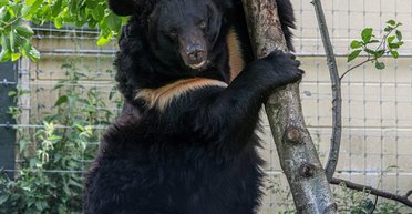 Медведь Ямполь, спасенный из уничтоженного ВС РФ зоопарка, умер в Шотландии