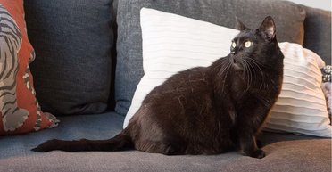 Оказался в ловушке: кот получил награду за самый необычный страховой случай (видео)