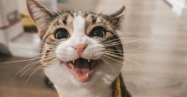 Когда мяуканье — не просто "разговор": как распознать болезнь у кошки