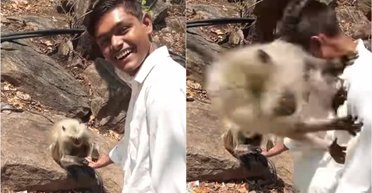 "Это мой человек": мужчина оказался в сцене ревности двух обезьянок (видео)