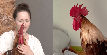 "Він нас пасе": українка живе у квартирі з півнем Ципою (відео)