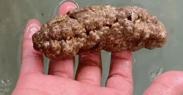 Хто живе на дні океану: морський гад, схожий на фекалії, допоможе побороти рак