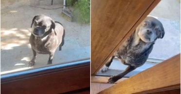 Жінка показала собачку, яка чергує біля її дверей: почувши правду, люди дістають хустинки