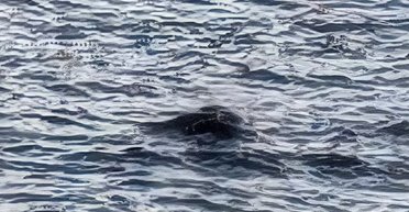 Перше спостереження Лох-несського чудовиська у 2025 році: монстр показався з води