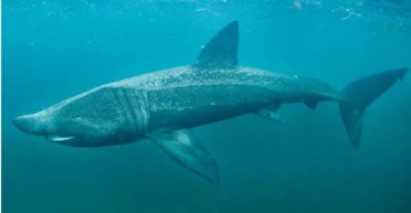 Монстр із "Щелеп" існує: гігантську акулу завдовжки 9 м помітили біля острова (відео)