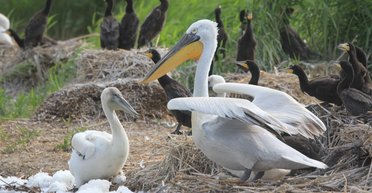 Настоящее чудо: на месте Каховского водохранилища увидели редких птиц (видео)