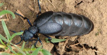 Вызывает ожоги и содержит смертельную дозу для человека: в Запорожье заметили опасного жука
