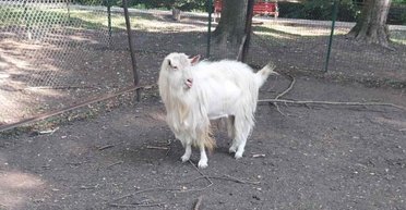 Продается в количестве 1 штука: в Тернополе горсовет выставил на аукцион козла за 60 грн (фото)