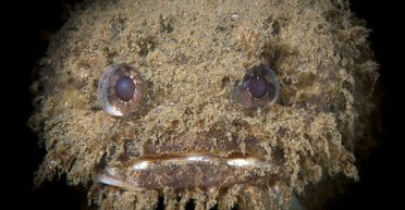 Монстри з глибини. Чорний вудильник, мешкорот, гоблін і зубатка — вісник кораблетрощей