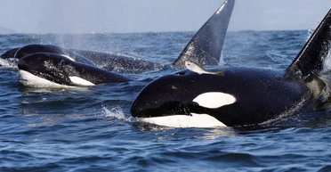 Морських пожирачів помітили за 3000 км від місця проживання: ніхто не знає, що вони тут роблять