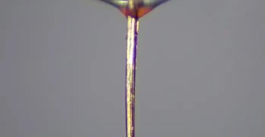 Нос комара использовали для 3D-печати: ученые будут печатать органы для трансплантации