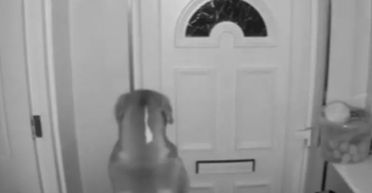 "Не могла повірити очам": жінка побачила на прихованій камері, що її пес робить вночі (відео)