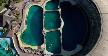 Двох косаток "кинули помирати" в покинутому морському парку: активісти б'ють на сполох