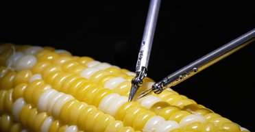 Заштопає судини трохи більші за волосину: робот-хірург прооперував тріщинку на зерні кукурудзи (відео)