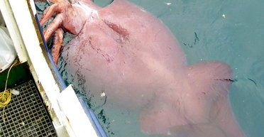 Чудо-юдо риба-кит. 7 правил пояснюють, як на Землі з'явилися найбожевільніші види тварин