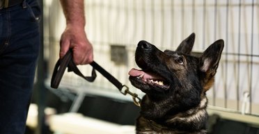 В Україні офіційно дозволили брати в укриття домашніх тварин: деталі