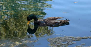 Исследователи создают дроны "зомби" из тел мертвых птиц: зачем им это