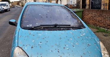 Нападають на дітей: люди бояться виходити на вулицю через велику кількість шпаків (фото)