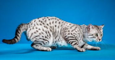 С доисторических времен: 6 самых древних пород кошек