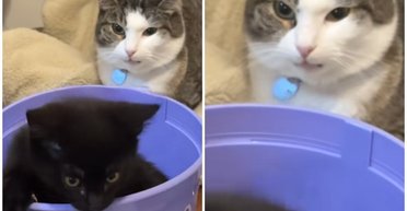 Владельцы завели котенка для одинокой кошки: они не были готовы к реакции на нового любимца (фото)