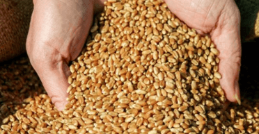 Болгария частично отменила эмбарго на агротовары из Украины: какие есть возможности для экспорта