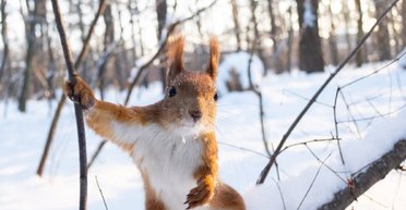 Мороз окрепнет: в Украину движется антициклон "Дуня"