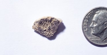 С помощью кости древней собаки ученые раскрыли путь первых жителей Америки