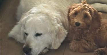 Жінка довірила своє цуценя батькам і отримала фото, від яких розплакалася