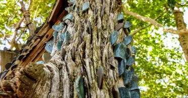 Деревья с драконьей чешуей: зачем люди на протяжении веков забивают монеты в деревья