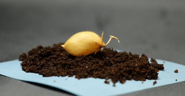 Какие продукты питания люди смогут выращивать и есть на Луне: ученые вырастили ответ (фото)