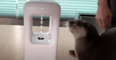 Забавная выдра увлеклась иллюзией воды, но ей не удалось напиться (видео)