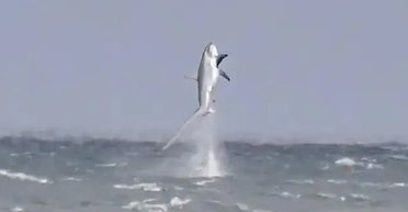 Біля берегів Великої Британії з води вистрибнула величезна акула: це вдалося зафіксувати (фото)