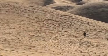 "Відчув свободу": господар відпустив собаку з повідця, і він ледь не втік у пустелі