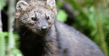 Выключила свет и интернет 100 000 абонентам: в Германии куница-"диверсантка" обесточила 2 города