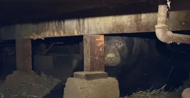 Чоловік повернувся після евакуації й побачив, що в його будинку живе звір вагою 240 кг (фото)