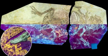 Жемчужина в мире динозавров: кожа доисторического существа дала ответы, как древние хищники оперились