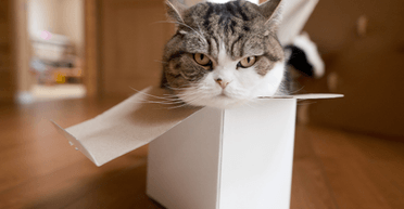 Умер 18-летний кот Мару: он стал мировым рекордсменом благодаря своему таланту (фото)