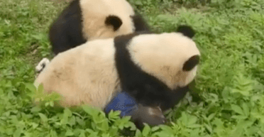 Гризли на очах у людей: злісні панди напали на доглядачку зоопарку (фото)