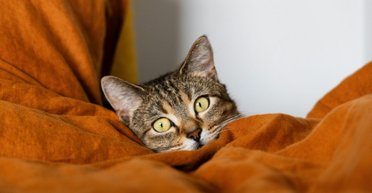 Как понять, что кот вас любит: 12 удивительных фактов о пушистиках