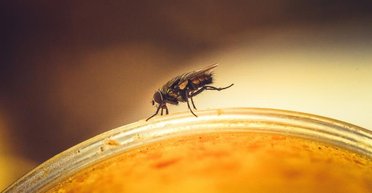 Египетский фараон Пиопи II покрывал медом рабов, чтобы отпугивать от себя мух, — ученые