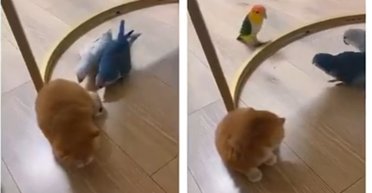 Попугаи начали оскорблять маленького котенка, но за него неожиданно вступились (видео)