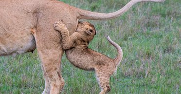 Невдале зіткнення, закоханий кайман і жаб'яча вежа: найкращі фото Comedy Wildlife Photography Awards