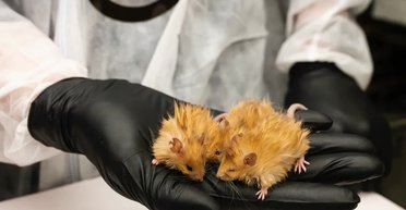 У лабораторії створили шерстистих мишей: наступні в черзі — мамонти (фото)