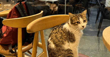 "Без кофе нет дела": кот стал интернет-звездой благодаря "сонным" посиделкам в кафе (фото)
